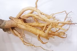 “Nhân sâm người nghèo” xưa trồng làm cảnh, nay là cây “đẻ tiền“