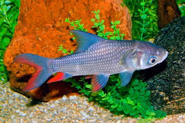 Loài cá ở Việt Nam xưa dùng để tiến vua, có người nuôi kiếm 100 triệu/năm