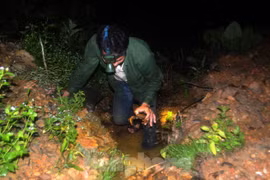 Độc chiêu dùng mắm tôm săn cua đá lúc nửa đêm kiếm tiền triệu