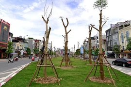 Hà Nội trồng 800.000 cây xanh dịp Tết Đinh Dậu 2017