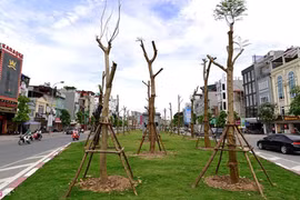 Hà Nội trồng 800.000 cây xanh dịp Tết Đinh Dậu 2017