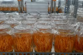 Vì sao không nên tuỳ tiện dùng đông trùng hạ thảo?