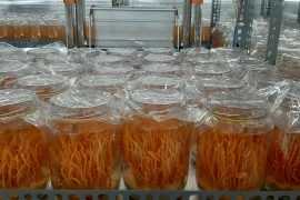 Vì sao không nên tuỳ tiện dùng đông trùng hạ thảo?