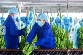 Hoàng Anh Gia Lai báo lãi 9 tháng gần 900 tỷ, cổ phiếu xanh trở lại