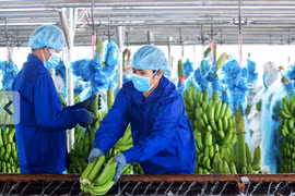 Hoàng Anh Gia Lai báo lãi 9 tháng gần 900 tỷ, cổ phiếu xanh trở lại