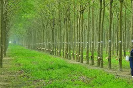 Cao su Đồng Phú (DPR) bất ngờ hủy quyết định tạm ứng cổ tức 20%