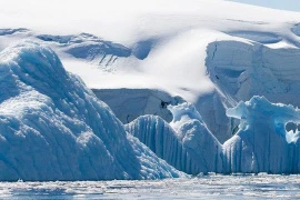 Khám phá nơi lạnh nhất trái đất, lãnh địa riêng của 3 loài vật 