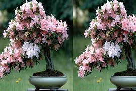 Chăm sóc hoa Đỗ Quyên nở tươi rực rỡ chưng ngày Tết