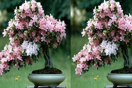 Chăm sóc hoa Đỗ Quyên nở tươi rực rỡ chưng ngày Tết