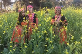 Ngẩn ngơ ngắm đồi hoa cải vàng khoe sắc trên cao nguyên Mộc Châu