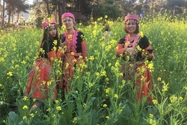 Ngẩn ngơ ngắm đồi hoa cải vàng khoe sắc trên cao nguyên Mộc Châu