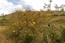 Du khách hụt hẫng vì Lễ hội hoa dã quỳ tàn tạ