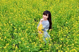 Ngẩn ngơ ngắm cánh đồng hoa cải vàng ở ngoại thành Hà Nội