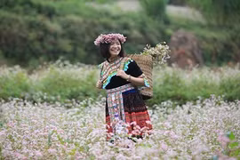 Hoa tam giác mạch Hà Giang nở rộ, du khách không muốn về