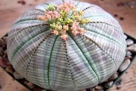 Những cây cảnh độc lạ mà rẻ được săn lùng