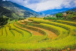 Ruộng bậc thang Mù Cang Chải thơ mộng mùa lúa chín