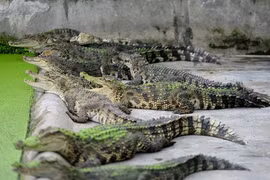 Cận cảnh bên trong trại cá sấu hàng nghìn con ở Sài Gòn