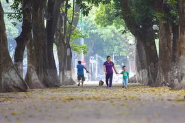 Ngơ ngẩn với mùa lá vàng tuyệt đẹp ở Hà Nội