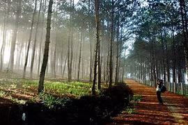 Khung cảnh “say lòng người” của các cao nguyên nổi tiếng Việt Nam