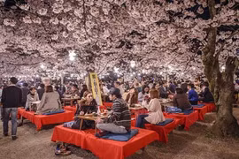 12 bức ảnh đẹp ảo diệu về mùa hoa anh đào