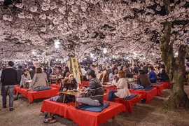 12 bức ảnh đẹp ảo diệu về mùa hoa anh đào