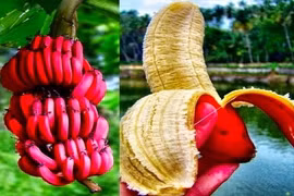 Những loại trái cây lạ đang “gây sốt” trên thị trường Việt