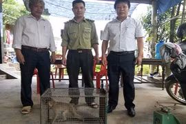 Hai con khỉ quý hiếm đi lạc vào nhà dân ở Quảng Bình