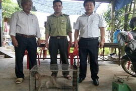 Hai con khỉ quý hiếm đi lạc vào nhà dân ở Quảng Bình