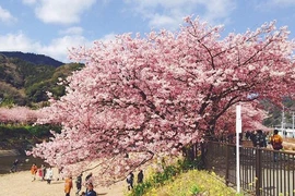 Có một nước Nhật đẹp như Photoshop vào mùa hoa anh đào nở