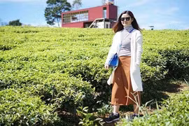 Lạc bước quên lối về ở đồi chè Cầu Đất tuyệt đẹp