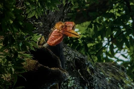 Tận mục “khủng long bay” có sừng quý hơn ngà voi, nguy cơ tuyệt chủng 