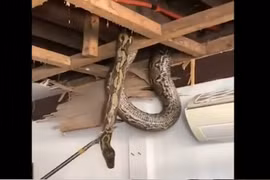 Kinh hoàng 'quái thú' dài hơn 8 mét ẩn náu trên mái nhà 