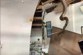 Khiếp đảm khi thấy 'quái thú' khổng lồ quần thảo trên mái nhà 