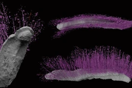 Phá phong ấn 430 triệu năm, 2 sinh vật tái xuất thần kỳ