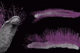 Phá phong ấn 430 triệu năm, 2 sinh vật tái xuất thần kỳ