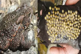 Ngộ độc sau khi ăn thịt cóc…bổ thế nào sao bao người liều mạng?