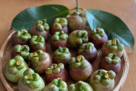 Măng cụt xanh có thể gây độc…là từ thành phần nào?