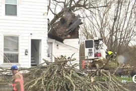 Đang ngủ trong nhà, thanh niên 21 tuổi tử vong vì cây đổ