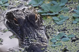 Chèo thuyền trên hồ, người phụ nữ bị cá sấu tấn công tử vong