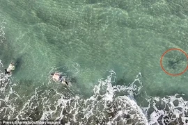 Thót tim khoảnh khắc cá mập “rình rập” thợ lặn biển