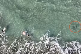 Thót tim khoảnh khắc cá mập “rình rập” thợ lặn biển