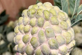 Quả na được đấu giá 100 triệu đồng có gì đặc biệt?