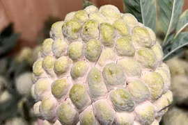 Quả na được đấu giá 100 triệu đồng có gì đặc biệt?