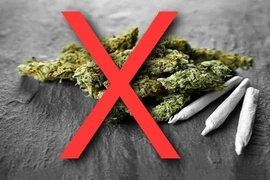 Loại cỏ Mỹ khiến nam sinh nhập viện nguy hiểm sao?