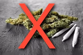 Loại cỏ Mỹ khiến nam sinh nhập viện nguy hiểm sao?