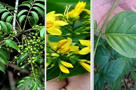 Biết gì về chất độc chết người trong lá ngón?