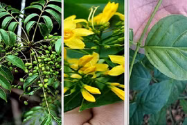 Biết gì về chất độc chết người trong lá ngón?