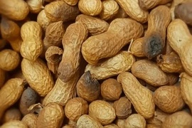 Lạc mốc có độc tố gấp 68 lần thạch tín