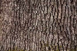 Điểm tên loạt căn bệnh kỳ lạ, hiếm gặp nhất thế giới