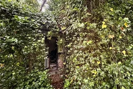 Ám ảnh ngôi nhà bỏ hoang hàng chục năm bị thiên nhiên xâm chiếm